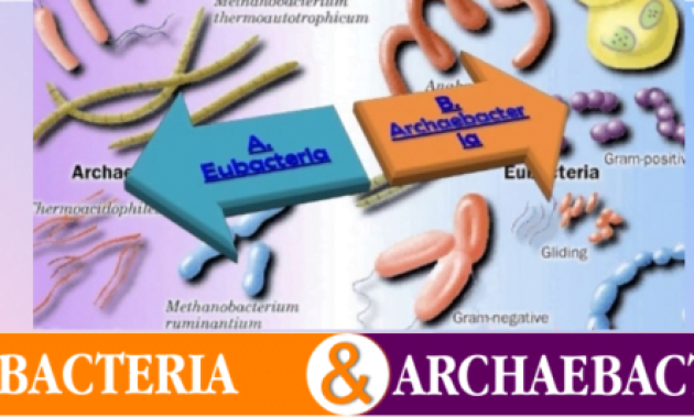 Antara Archaebacteria dan Eubacteria