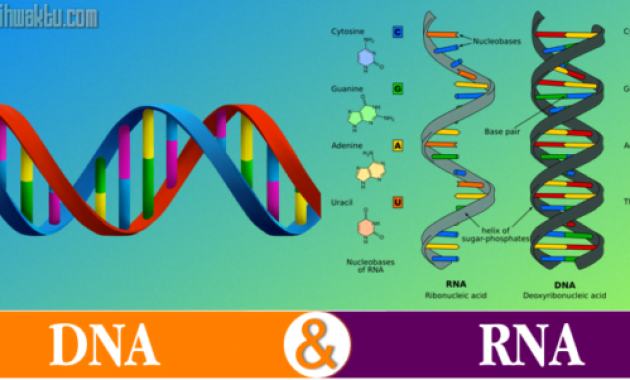 Perbedaan Antara DNA dan RNA