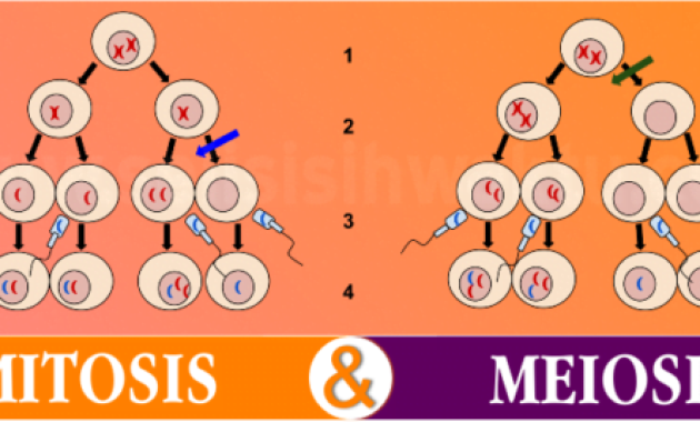 Perbedaan Antara Mitosis Dan Meiosis