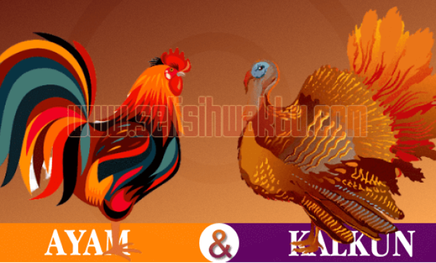 apa perbedaan ayam dan kalkun