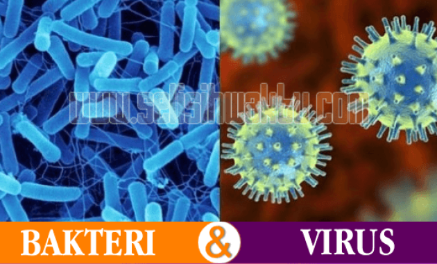 perbedaan bakteri dan virus